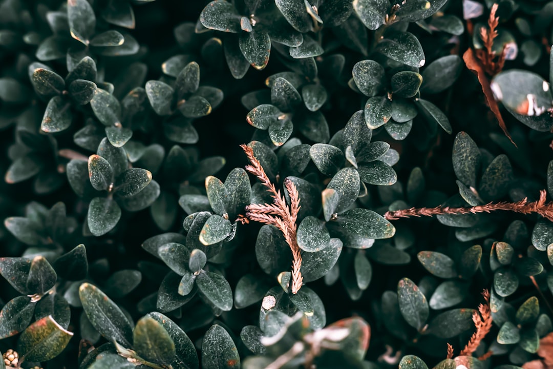 Photo Purple leaf: Plant, Nature